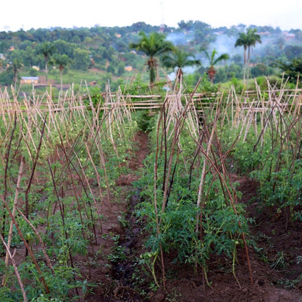 Taller de costura y compra de materiales agrícolas
